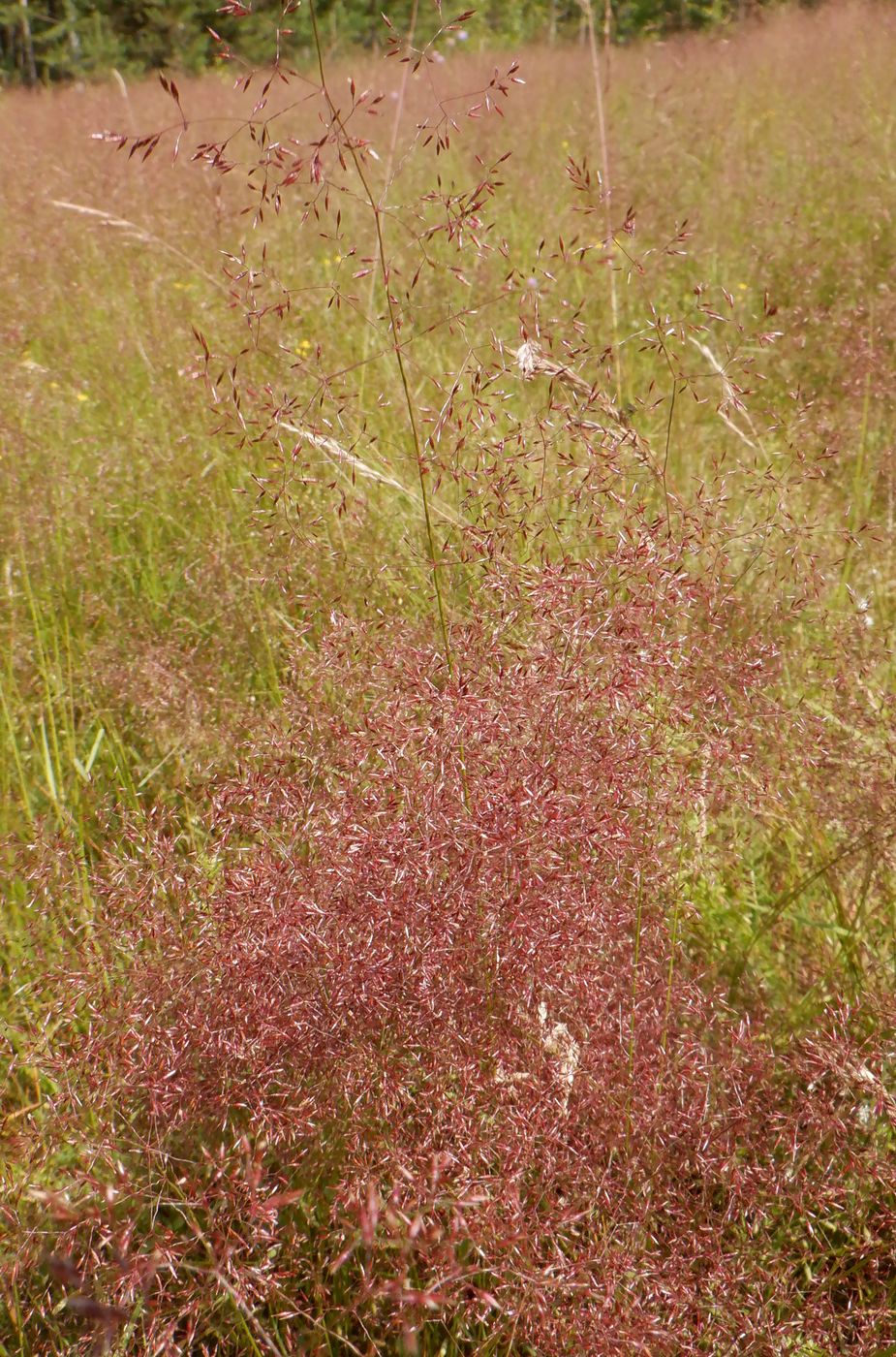 Изображение особи Agrostis tenuis.