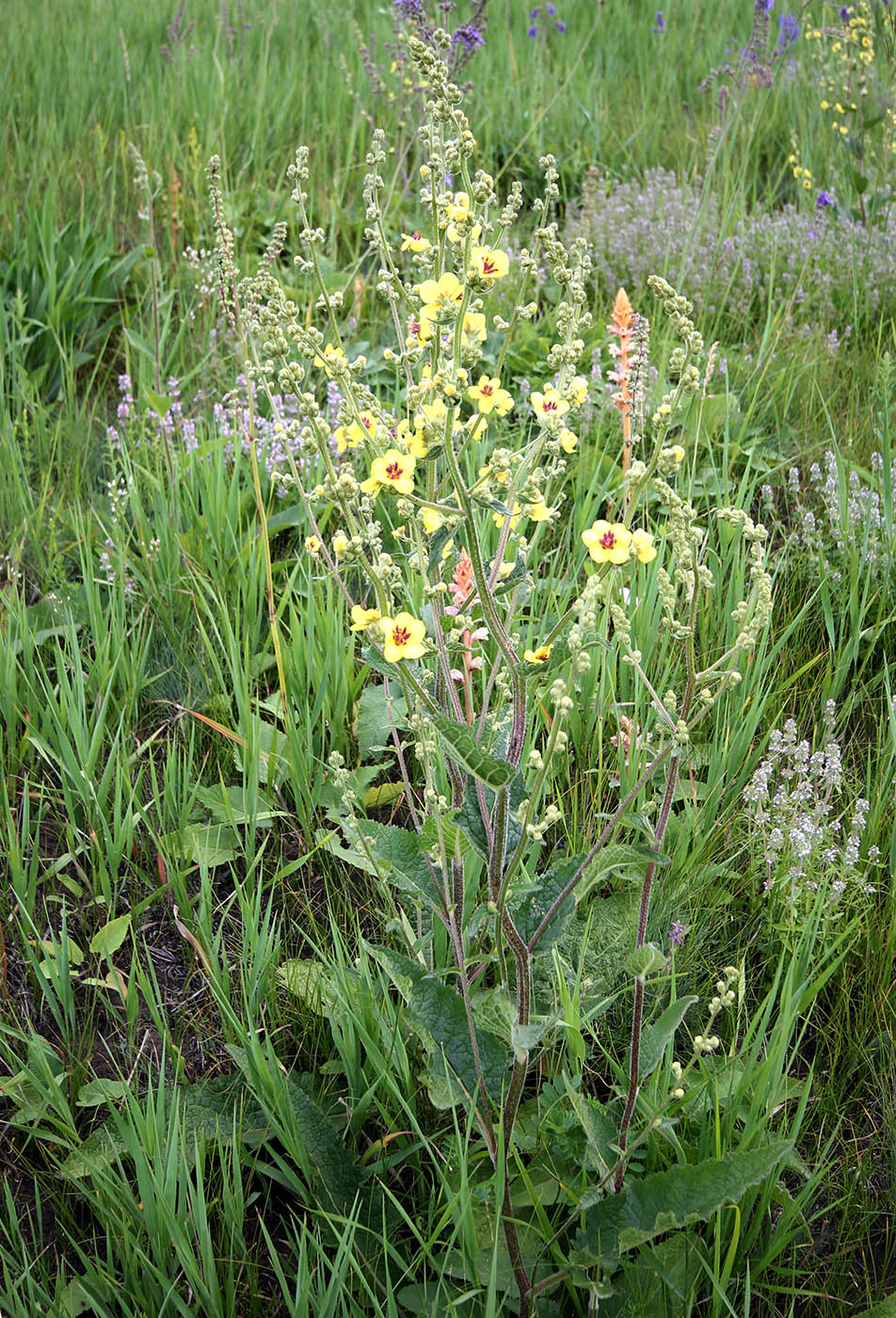 Изображение особи Verbascum marschallianum.