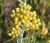 Helichrysum arenarium. Соцветие. Саратовская обл., Красноармейский р-н, окр. с. Белогорское, правый берег р. Волга, холмистая степь. 30.05.2019.