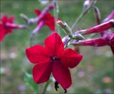 Nicotiana alata