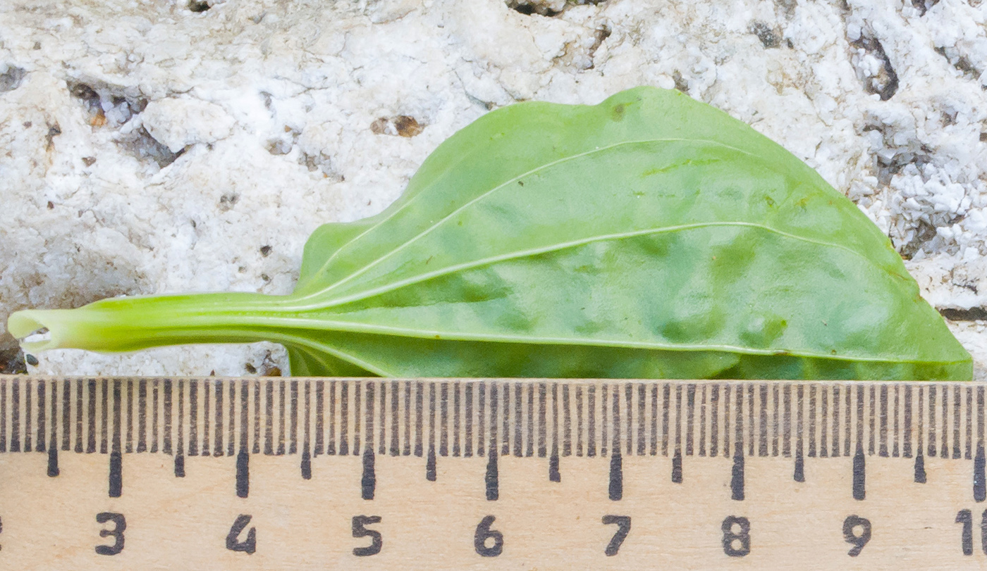 Image of Plantago major specimen.