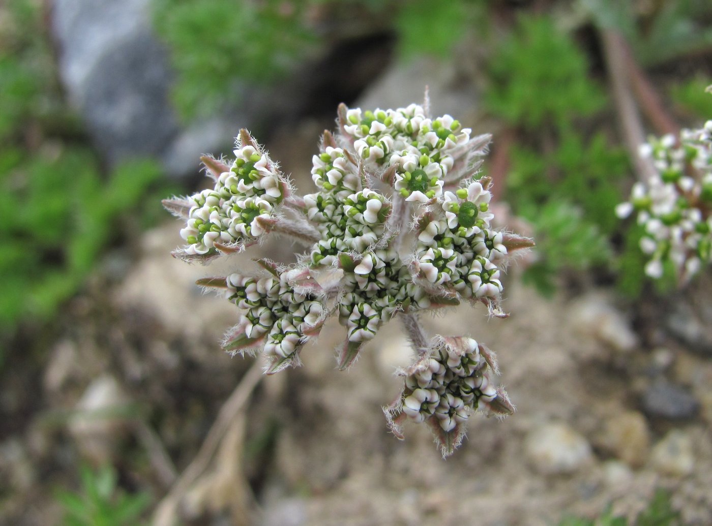 Изображение особи Chaerophyllum humile.