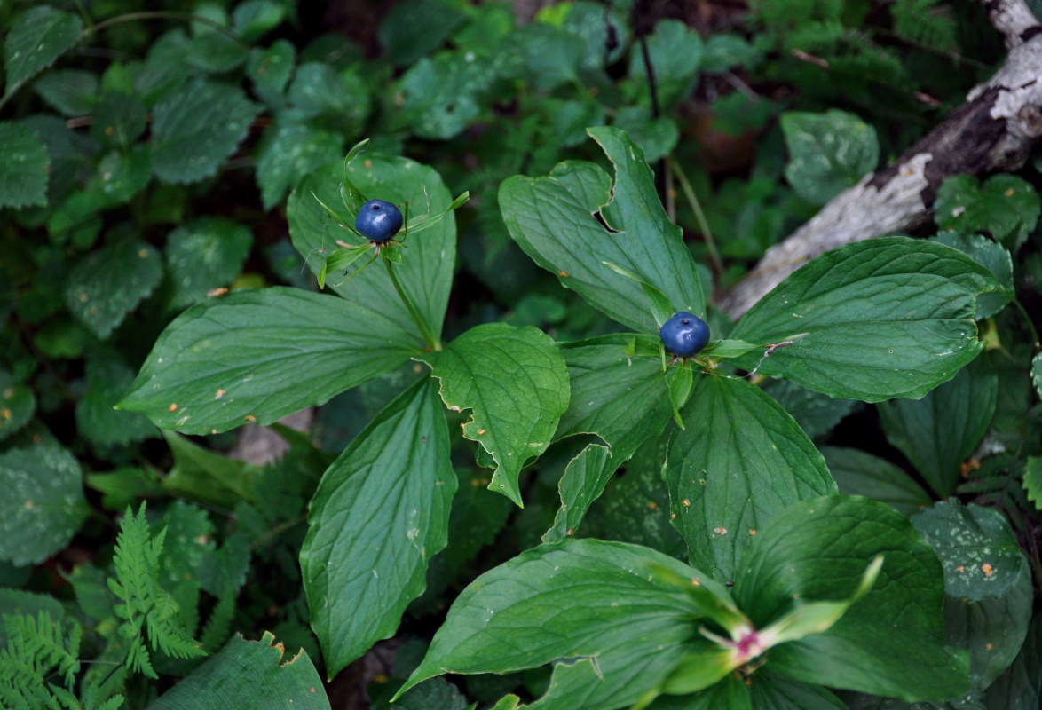 Image of Paris quadrifolia specimen.