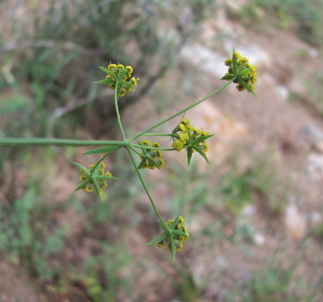 Image of Bupleurum exaltatum specimen.