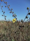 Verbascum blattaria