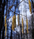 Corylus avellana. Ветви с цветущими мужскими и женским соцветиями. Тульская обл., окр. пос. Дубна, лиственный лес Просек. 07.04.2019.