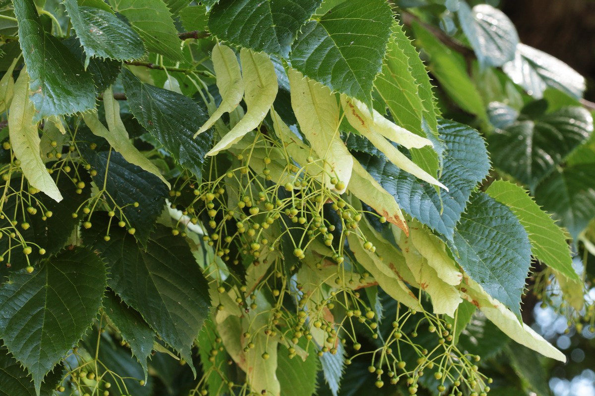 Изображение особи Tilia begoniifolia.