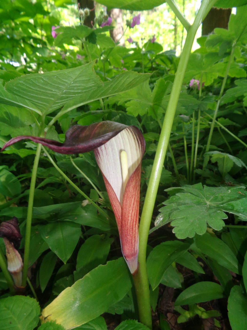 Изображение особи род Arisaema.
