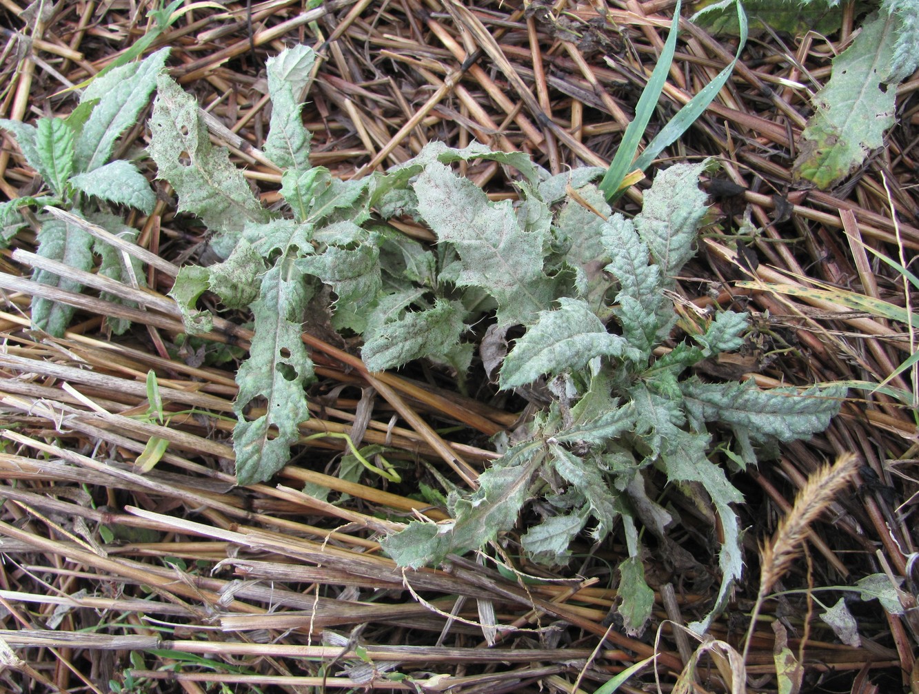 Image of Cirsium setosum specimen.