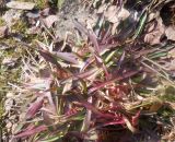 genus Armeria. Вегетирующее растение. Тверская обл., г. Тверь, Заволжский р-н, ботанический сад ТвГУ, в культуре. 11 апреля 2020 г.