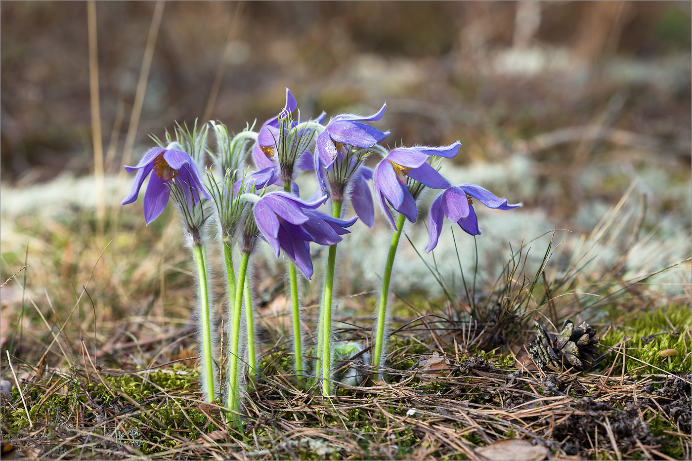 Изображение особи Pulsatilla patens.