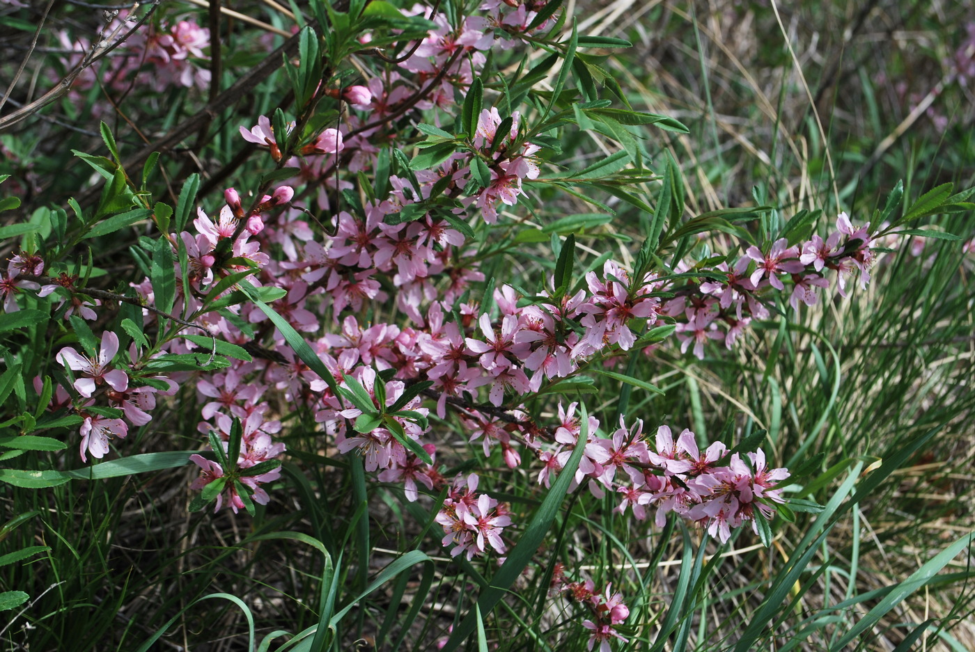 Изображение особи Amygdalus nana.