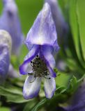 Aconitum taigicola. Цветок. Приморский край, Лазовский р-н, Лазовский заповедник, 1 км Ю кордона Америка. 17.08.2009.