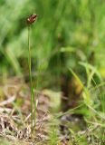 Carex duriuscula