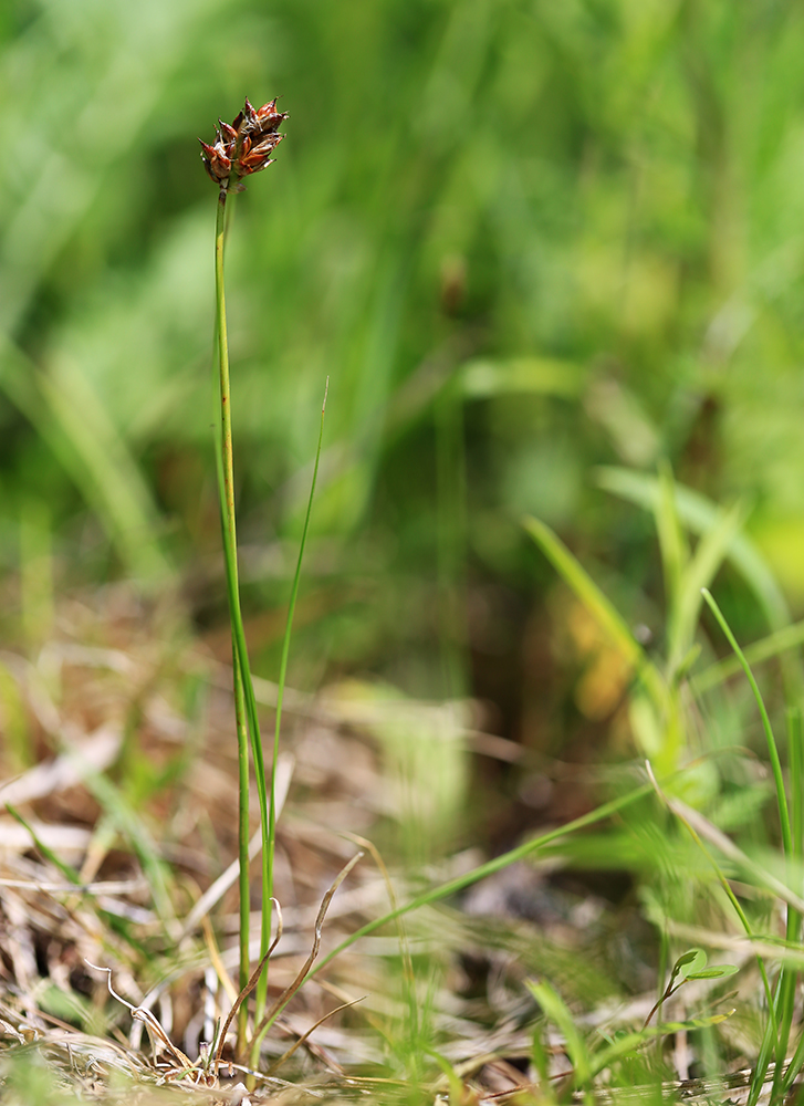 Изображение особи Carex duriuscula.