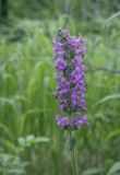 Betonica officinalis