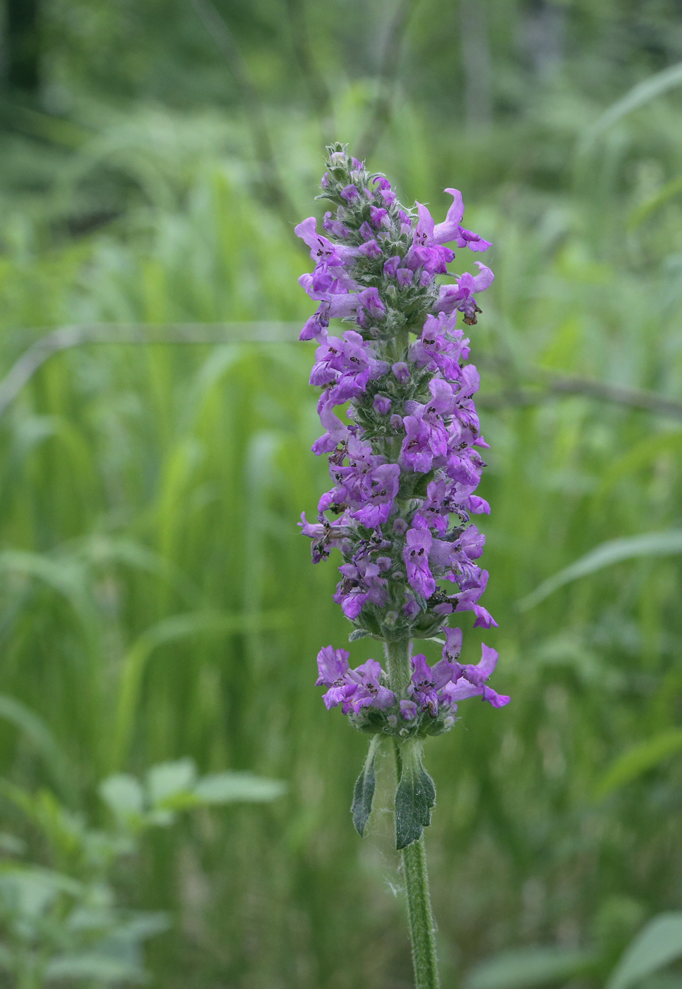 Изображение особи Betonica officinalis.