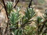 Lavandula stoechas