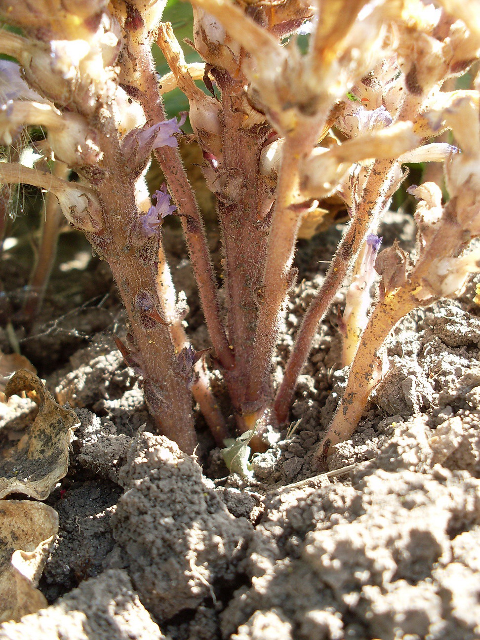 Image of Phelipanche brassicae specimen.