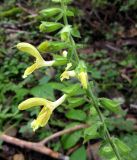 Salvia glutinosa. Часть соцветия. Украина, Ивано-Франковская обл., Надворнянский р-н, южные окрестности с. Максимец, природный заповедник \"Горганы\". 31 августа 2010 г.