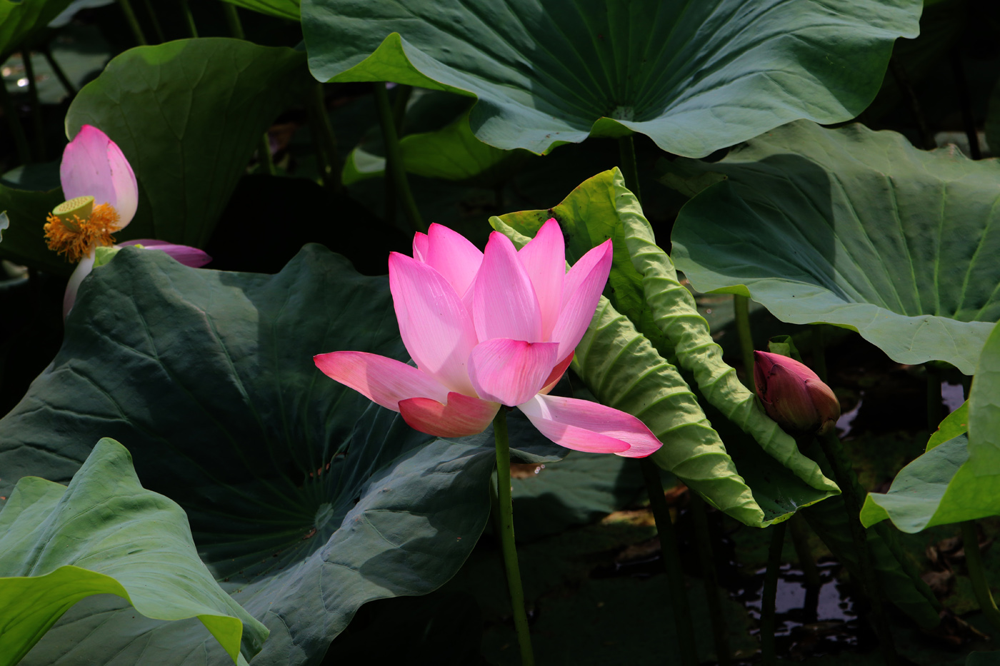 Image of Nelumbo komarovii specimen.