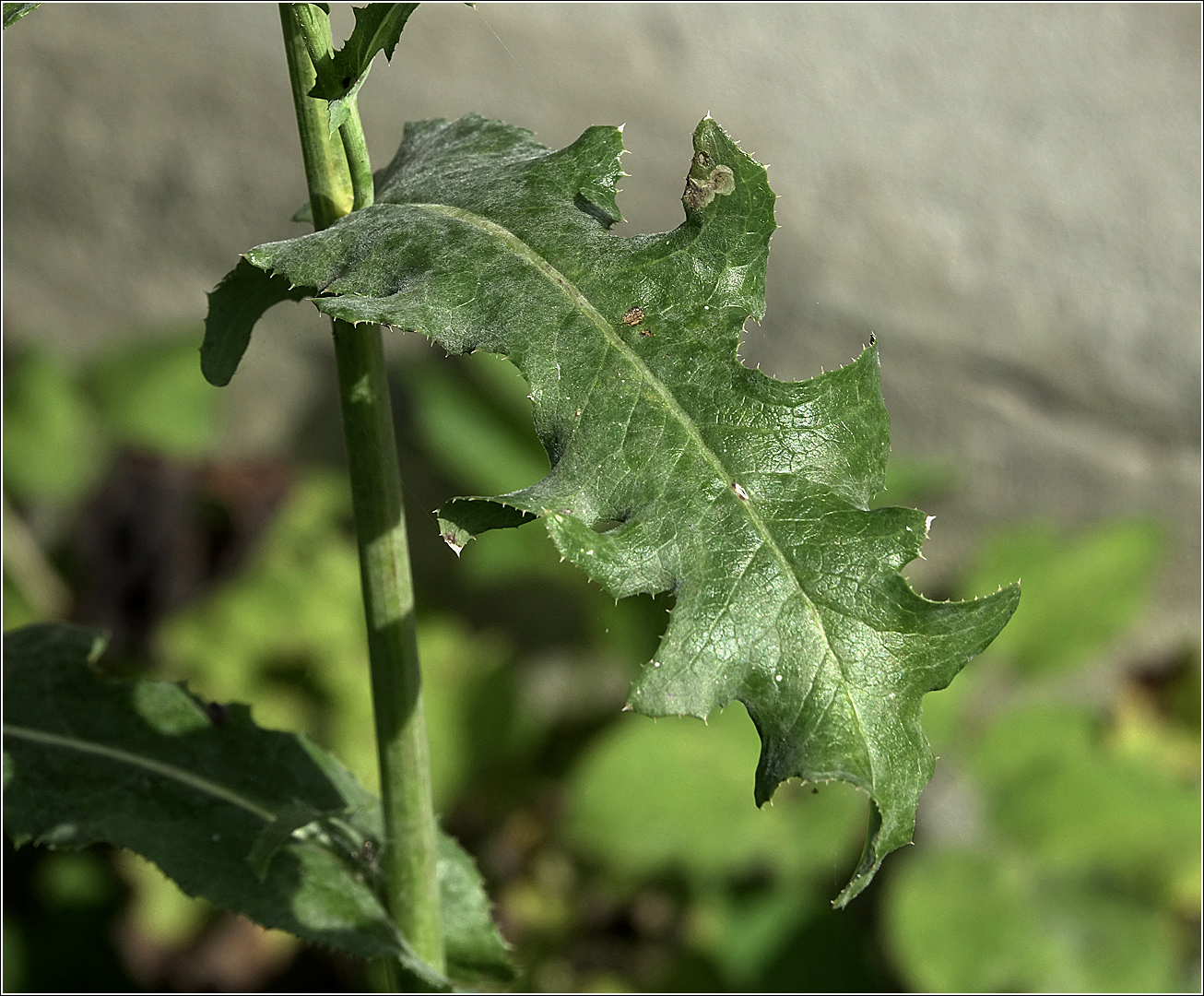 Image of Sonchus arvensis specimen.