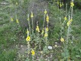 Verbascum formosum