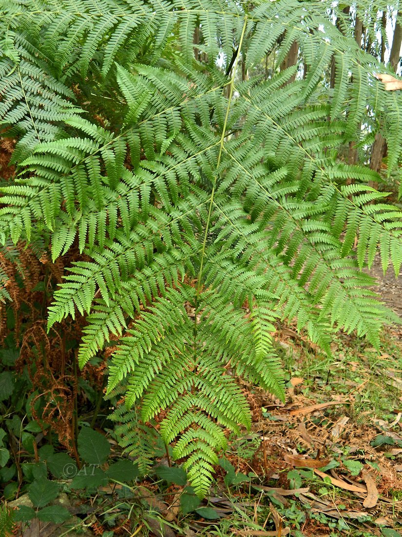 Изображение особи Pteridium aquilinum.