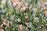 genus Papaver. Верхушка побега с бутоном. Израиль, лес Бен-Шемен. 26.04.2019.