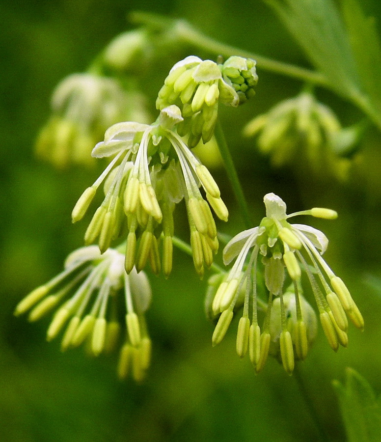 Изображение особи Thalictrum amurense.