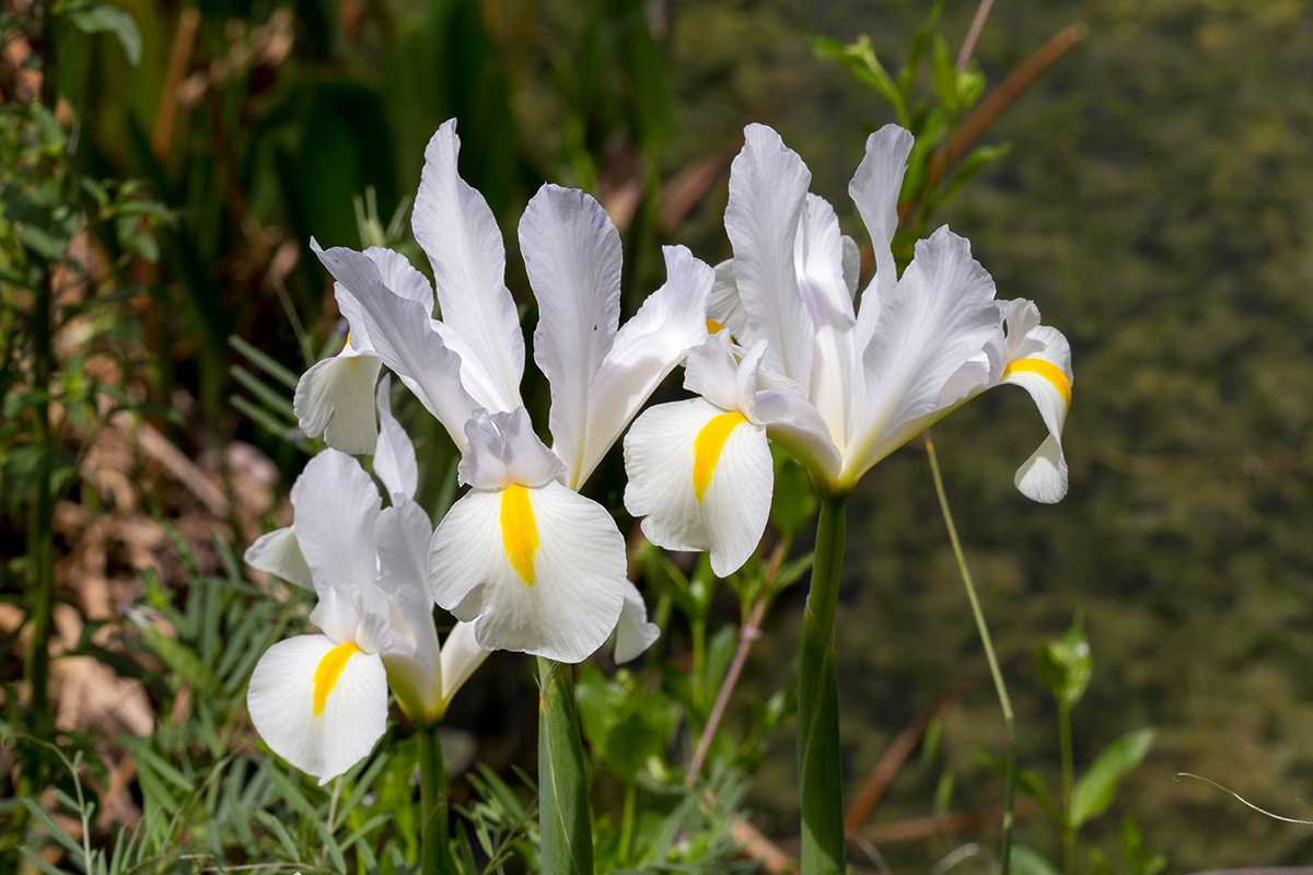 Изображение особи Iris × hollandica.
