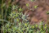 Eryngium planum