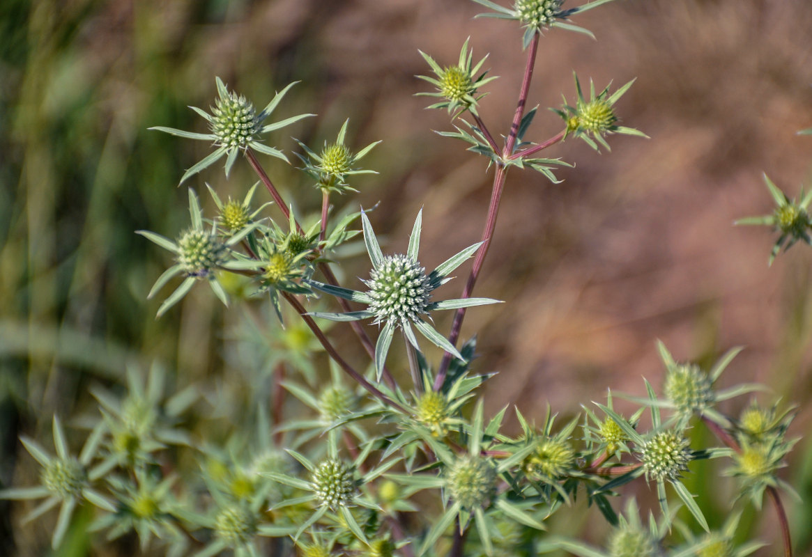 Изображение особи Eryngium planum.