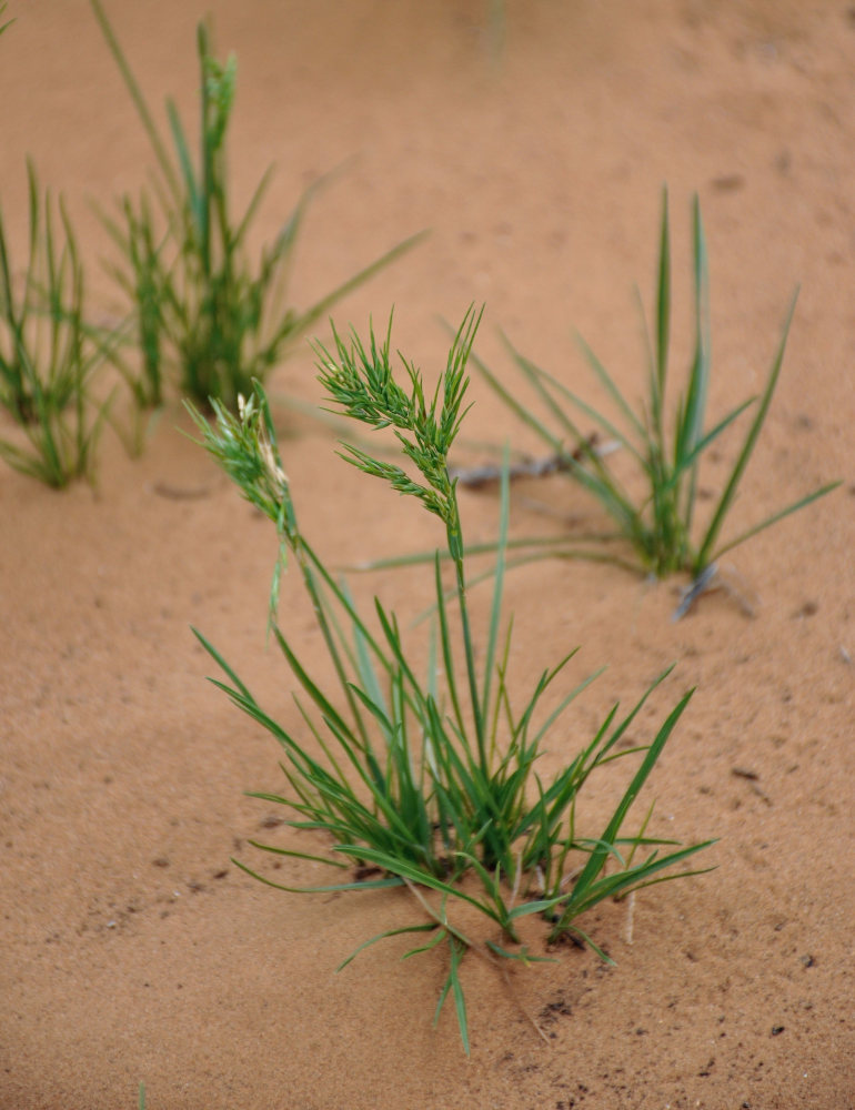 Изображение особи Poa bulbosa ssp. vivipara.