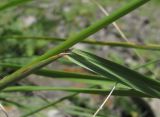 genus Festuca. Основание листа. Северная Осетия, гор. округ Владикавказ, окр. с. Чми, ок. 1300 м н.у.м., каменистый склон. 16.06.2021.