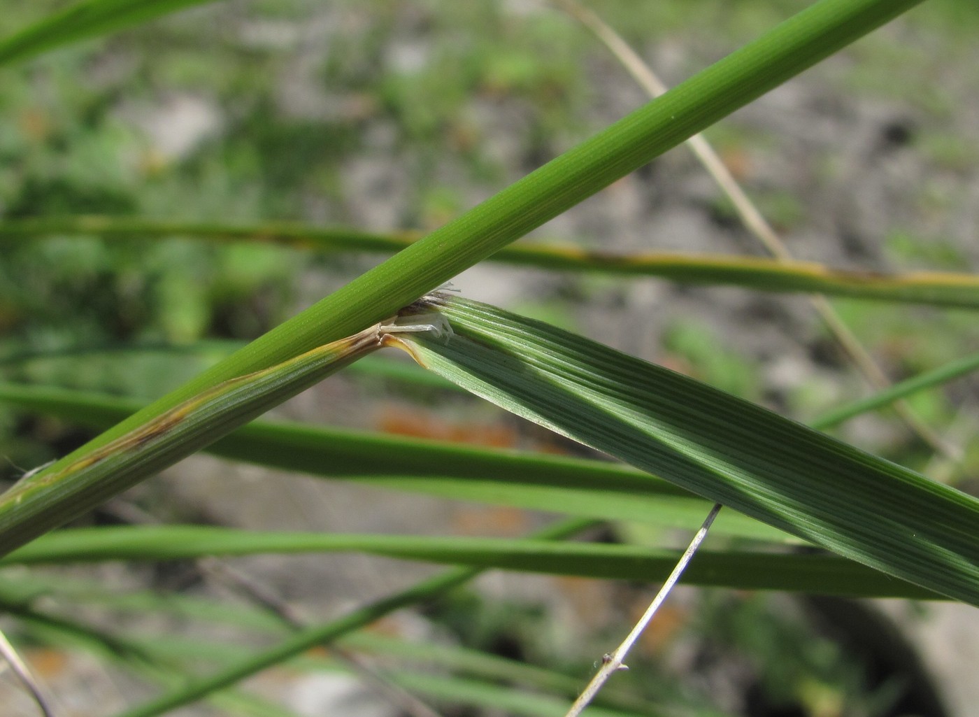 Изображение особи род Festuca.