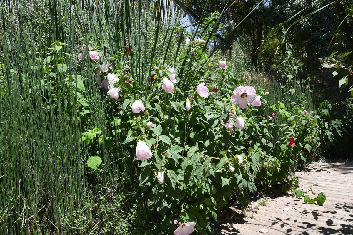 Image of Hibiscus laevis specimen.