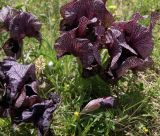 Iris lycotis