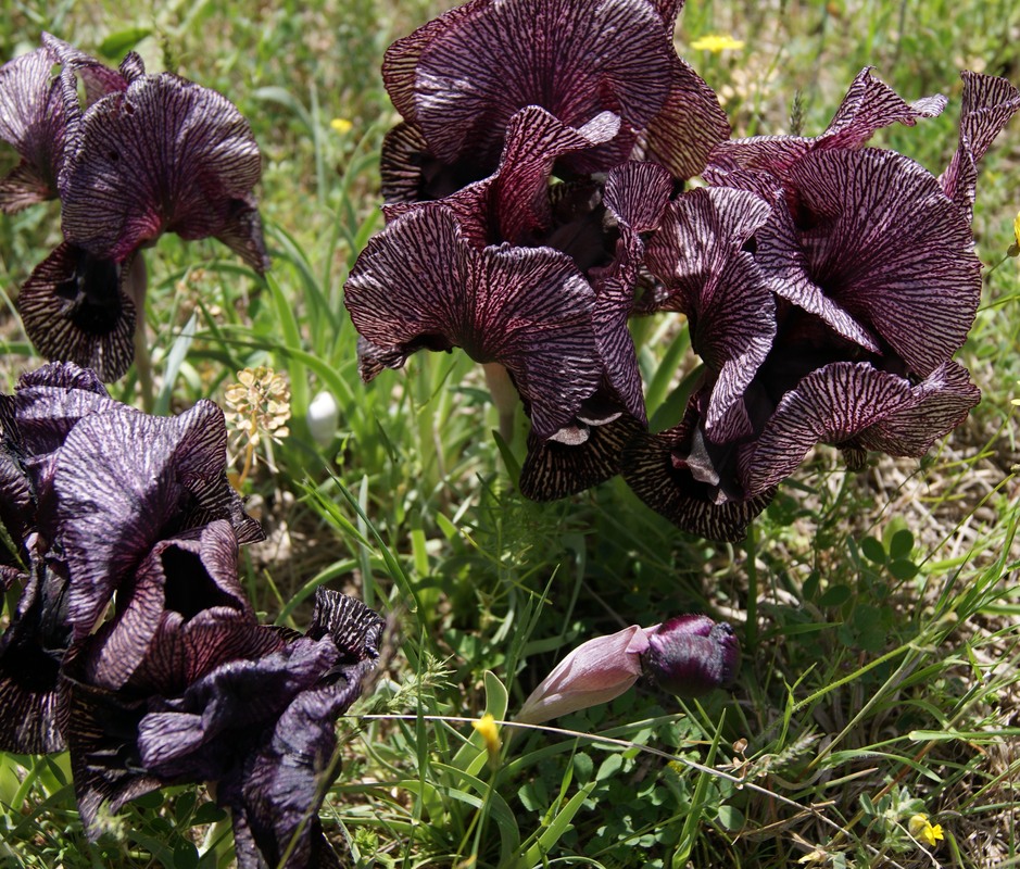 Image of Iris lycotis specimen.