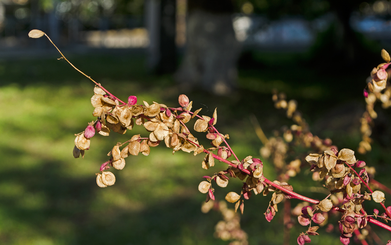 Image of Atriplex sagittata specimen.