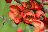 Chaenomeles japonica