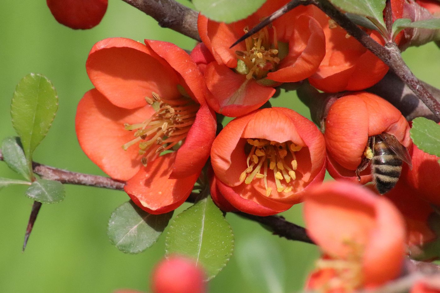 Image of Chaenomeles japonica specimen.