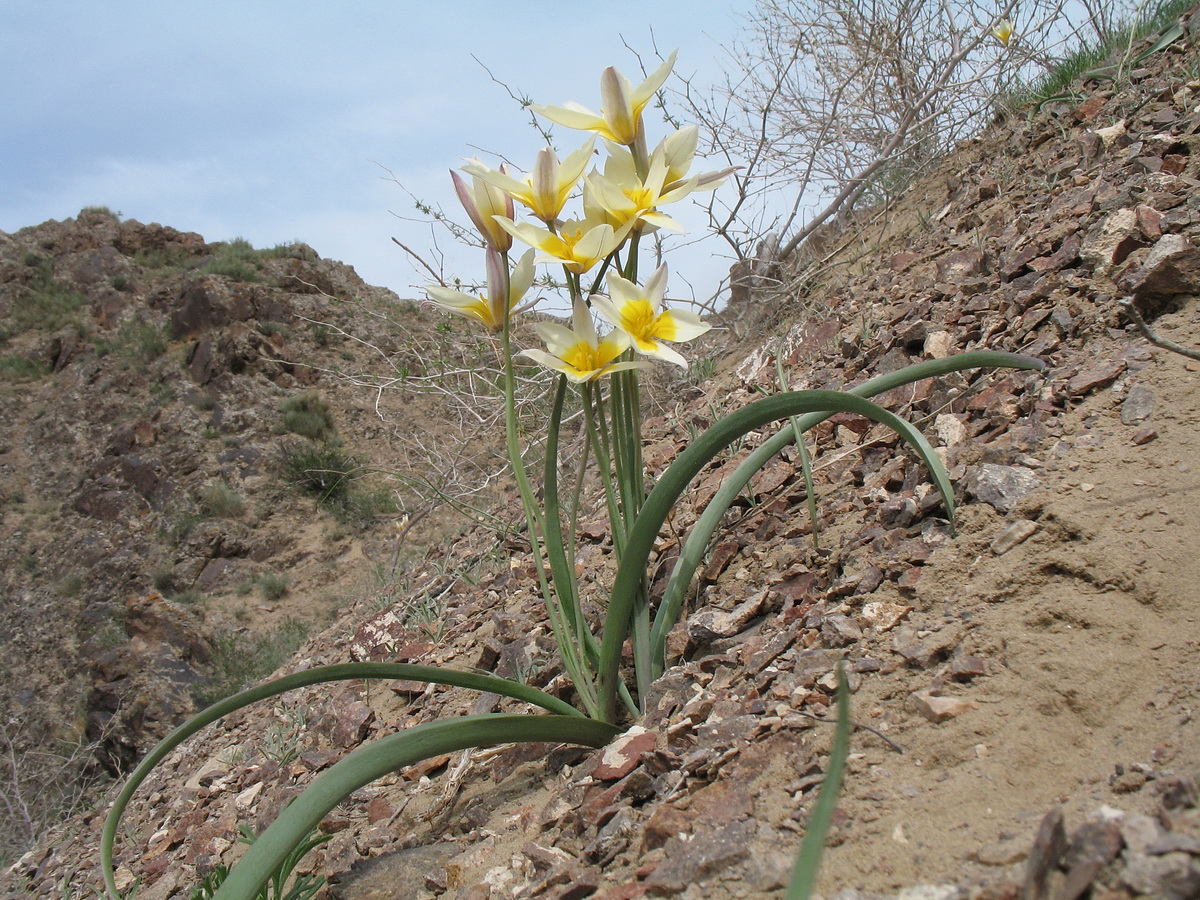 Image of Tulipa buhseana specimen.