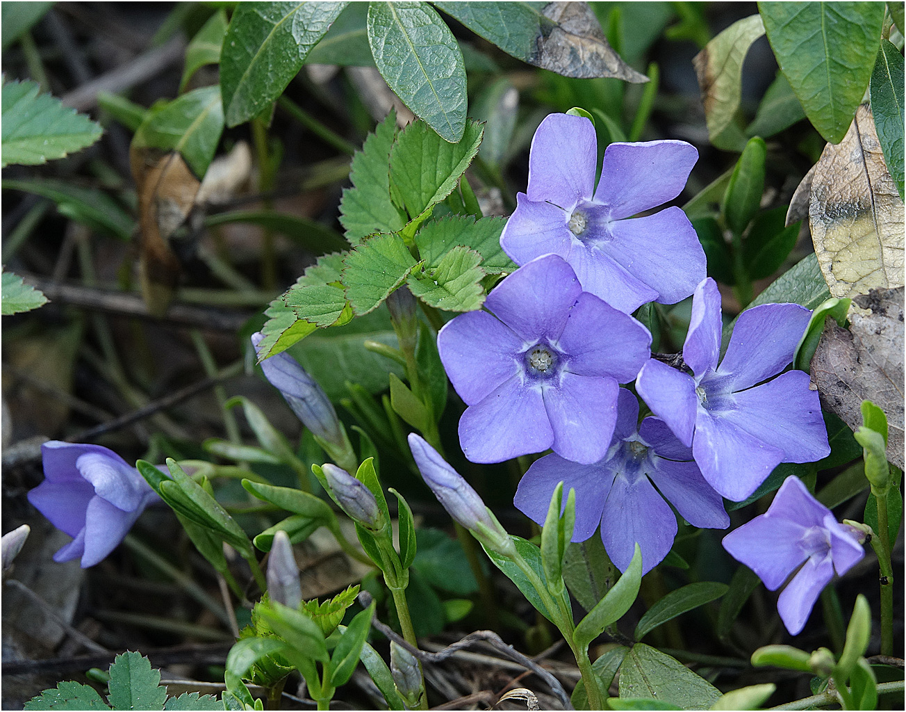 Изображение особи Vinca minor.