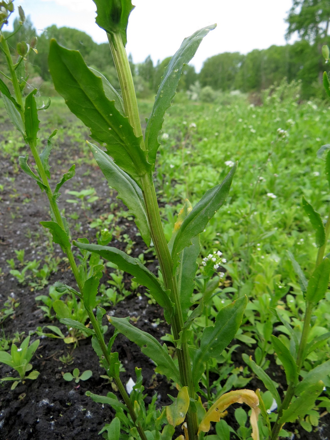 Image of Thlaspi arvense specimen.