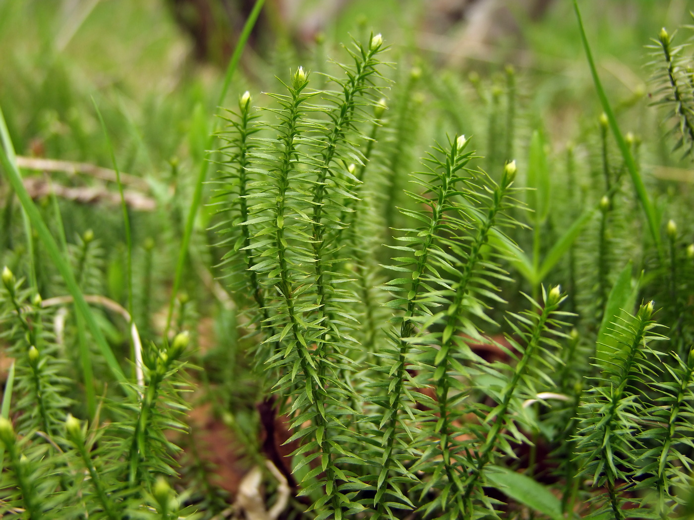 Image of Lycopodium annotinum specimen.