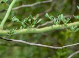 Parkinsonia florida