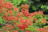 Delonix regia. Часть цветущей кроны. Мадагаскар, провинция Тулеария, регион Менабе, окр. г. Мурундави, заказник \"Алли Де Баобаб\". 26.11.2019.