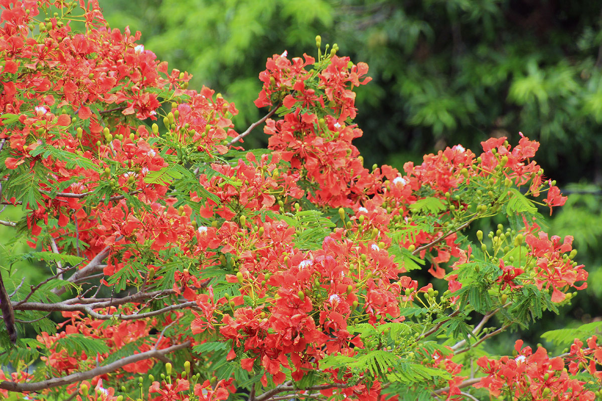 Изображение особи Delonix regia.