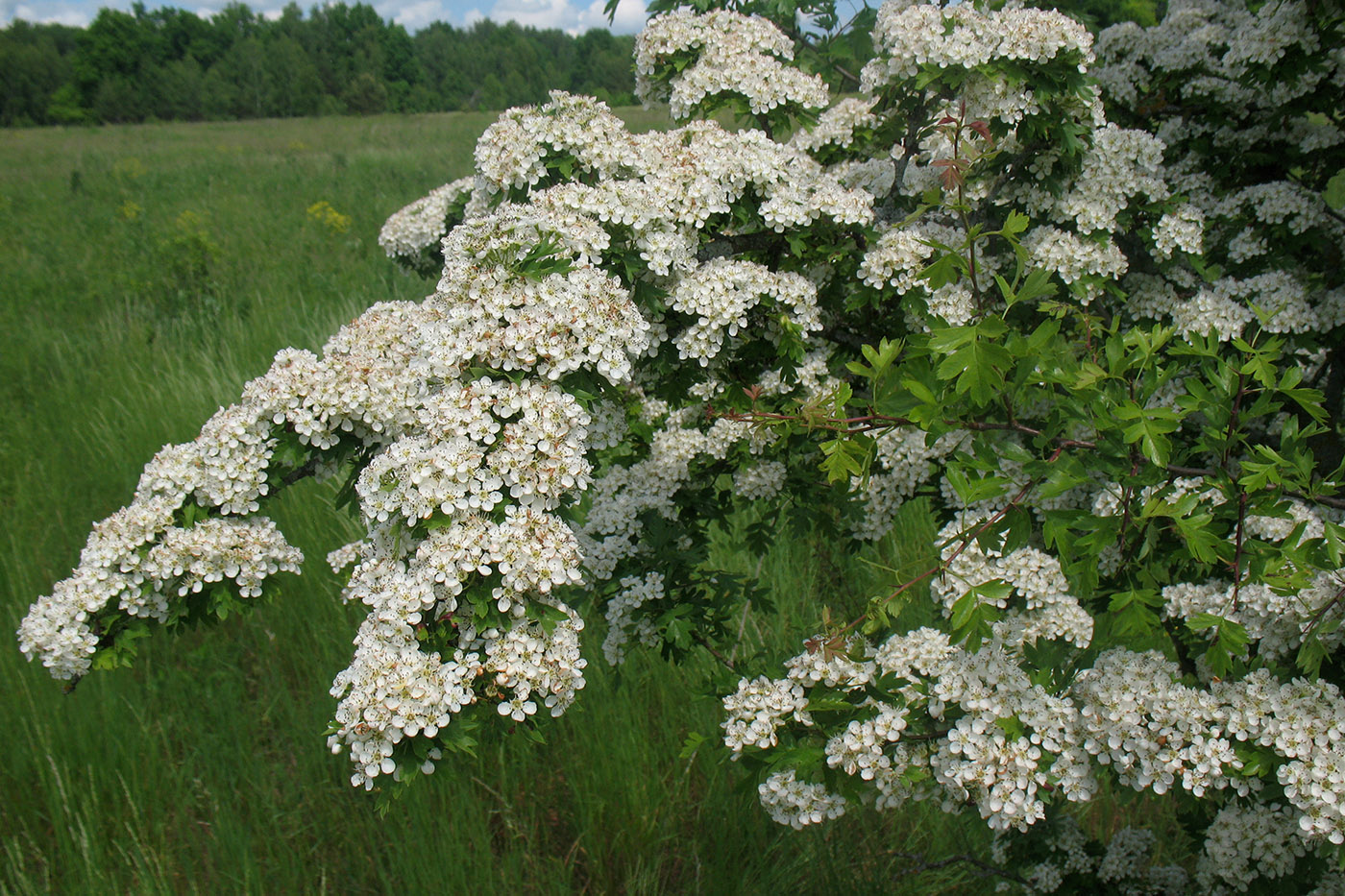 Image of Crataegus monogyna specimen.